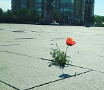 В центре Астрахани сквозь бетон пробился мак                              