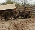 Благородных оленей завезли в Астраханскую область