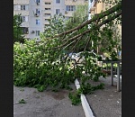 В Астрахани ураган снес дерево 