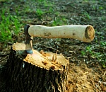 В астраханском селе бывший полицейский и его подельник получили срок за вырубку леса