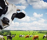 В Астраханской области обнаружили бруцеллез: фермерское хозяйство - на карантине