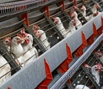 Астраханцы первые в мире заразились птичьим гриппом H5N8