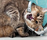 5 месяцев работы и миллионы долгов: что случилось с астраханским концессионером?