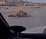 В ДТП на Трусово убили корову