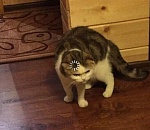 100 000 астраханцев фантомно вакцинировали: разница в отчетах местного оперштаба и Стопкоронавирус.рф продолжает увеличиваться