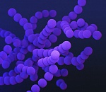 Трое астраханцев скончались от коронавируса за неделю