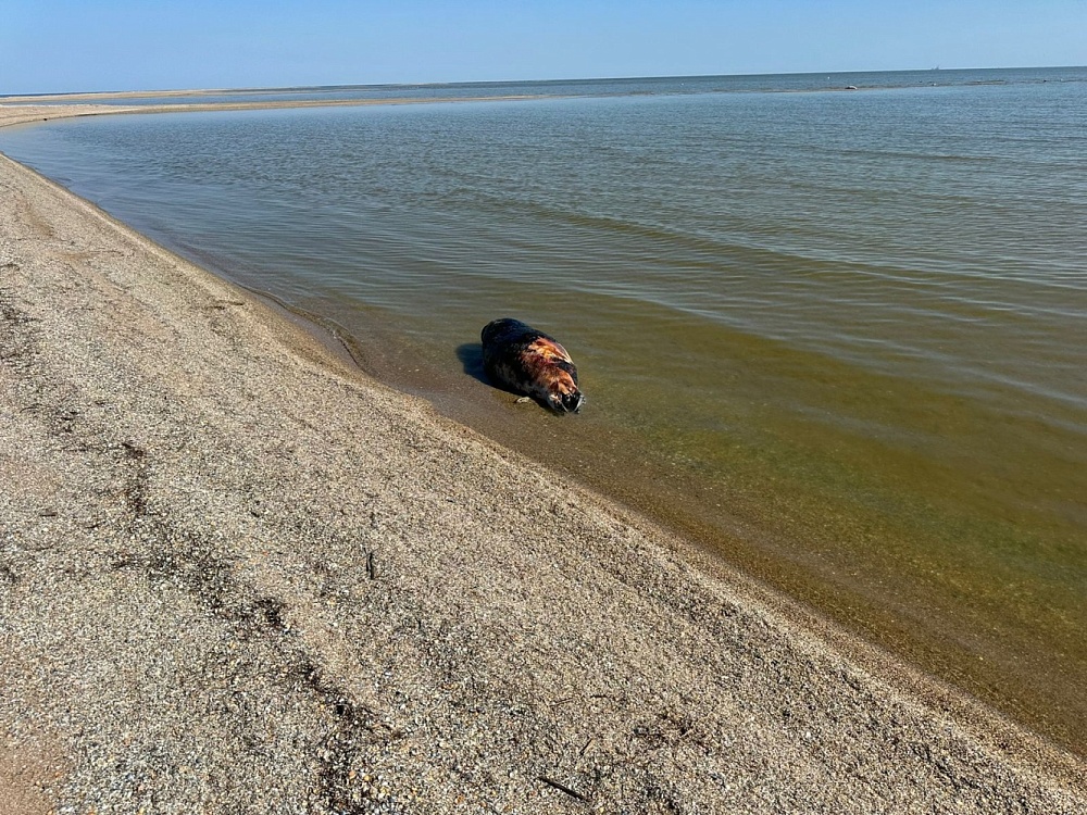 В Астраханской области обнаружили туши павших каспийских тюленей