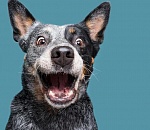 47 миллионов – псу под хвост? Контрольно-счетная палата Астраханской области сочла норматив расходов на отлов собак сильно завышенным 