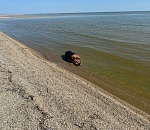 В Астраханской области обнаружили туши павших каспийских тюленей