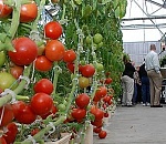 В Астрахани планируют выращивать томаты по новейшим технологиям