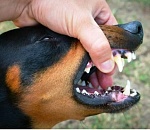 С начала года в Астраханской области собаки покусали более 3800 человек