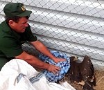 Астраханские природоинспекторы спасли птенца краснокнижного орла