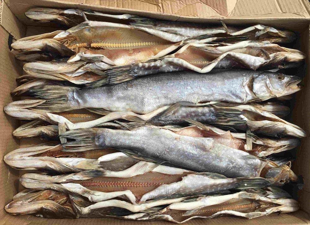 Астраханский предприниматель незаконно выловил 7,5 тонн рыбы