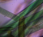 Записки астраханского натуралиста. Почему цветет Волга?