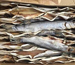 Астраханский предприниматель незаконно выловил 7,5 тонн рыбы