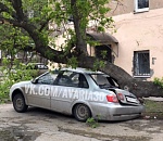 В Астрахани дерево превратило "Лифан" в бесполезную железяку