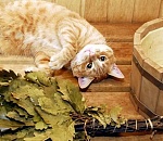 Перед резким похолоданием погода еще поддаст астраханцам жару