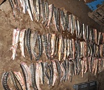 Астраханские пограничники нашли на берегу 250 кг осетрины