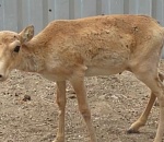 Астраханцы выбрали спасенному сайгачонку простое и говорящее имя