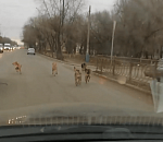 В Астрахани ОПГ из собак кидается под колеса автомобилей