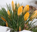 Во вторник весна заглянет в Астрахань