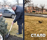 Украли ели из сквера Коновалова в АЦКК