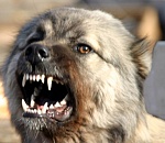 В Астрахани хозяин собаки, загрызшей ребенка, заплатит 1,5 миллиона