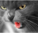 Астраханским кошкам запретили гулять самим по себе