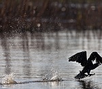 Сезон охоты на дичь в Астраханской области стартует 19 сентября