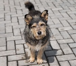 Астраханская облдума отклонила законопроект о контроле при отлове собак