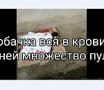 В Астрахани жестоко застрелили собаку