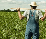 Астраханский фермер остался без земельного участка стоимостью 6 млн