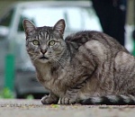 Астраханский полицейский спас кошке жизнь