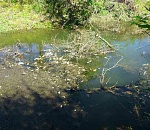 Про замор воблы в Володарском районе