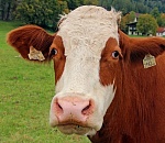 В Астраханской области банда воровала коров определенной окраски