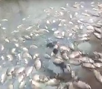 Столько дохлой рыбы вы еще не видели. Астраханец заснял экоцид рыбного мира