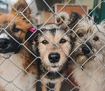 Ахтубинцы подписывают петицию с просьбой построить собачий приют