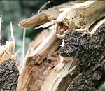 В Астрахани будут судить чиновника за упавшее на ребенка дерево