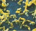 В Астраханской области население прививают от чумы из-за опасной находки