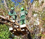 В Астрахани ремонт улиц синхронизировали с опиловкой деревьев
