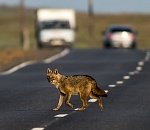 Записки астраханского натуралиста. Обыкновенный шакал: осторожный и наглый