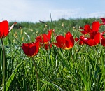 Записки астраханского натуралиста. Самый красивый цветок весны