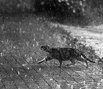 Завтра для прогулок по Астрахани синоптики рекомендуют захватить зонты