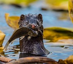 Записки астраханского натуралиста. Уничтожит ли норка ондатр?