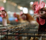 В Астрахани "накрыли" незаконную птицеферму