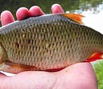 Астраханская компания "забыла" посчитать шесть тонн рыбы из улова