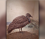 В Астрахани редчайшему гостю из Абу-Даби ищут пару