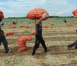 Алексей Галкин: в 2018 году в Астраханской области собрано 2 млн тонн овощей