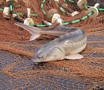 Александр Жилкин: Запрет на вылов осетровых должен стать одним из ключевых вопросов Каспийского саммита