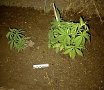 Пока астраханец сидел в тюрьме, в его дворе появилась плантация конопли